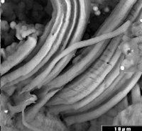 Microfossils in the Orgueil carbonaceous meteorite...